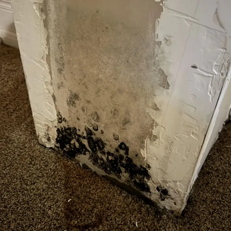 Professional Mold Removal in Mascotte, FL